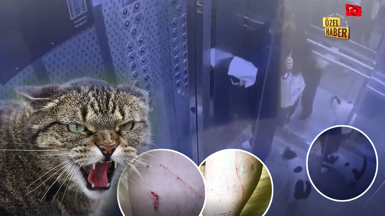 Sitede saldırgan kedi kabusu! Milleti canından bezdirdiler! Çocuk genç yaşlı herkese saldırıyorlar