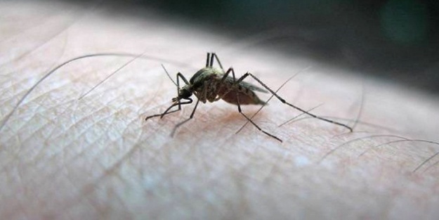 Sıtma kabusu! Mozambik, son 6 aylık bilançoyu açıkladı