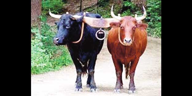 Sitte-i Sevr de ne demek ola ki?