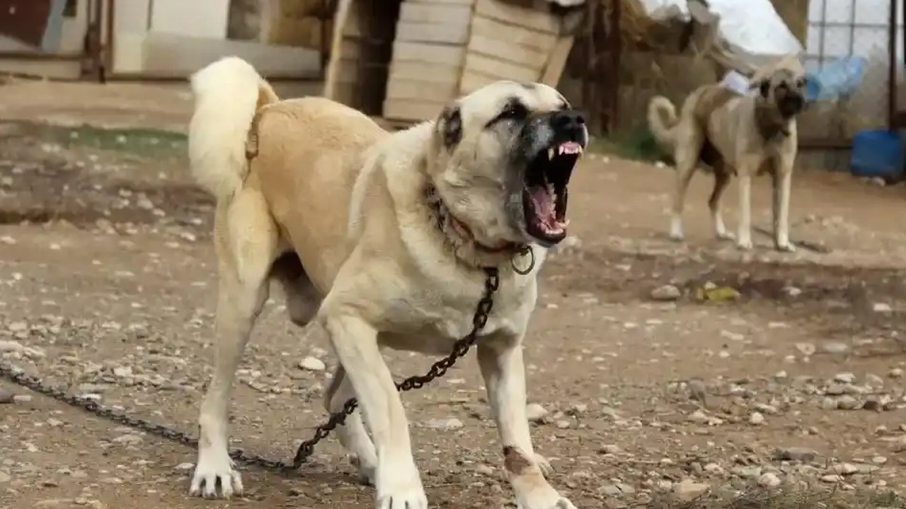 Sivas Kangalı adamın kollarını parçaladı