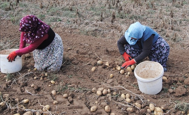 Sivas patates üretiminde 10’uncu sırada 