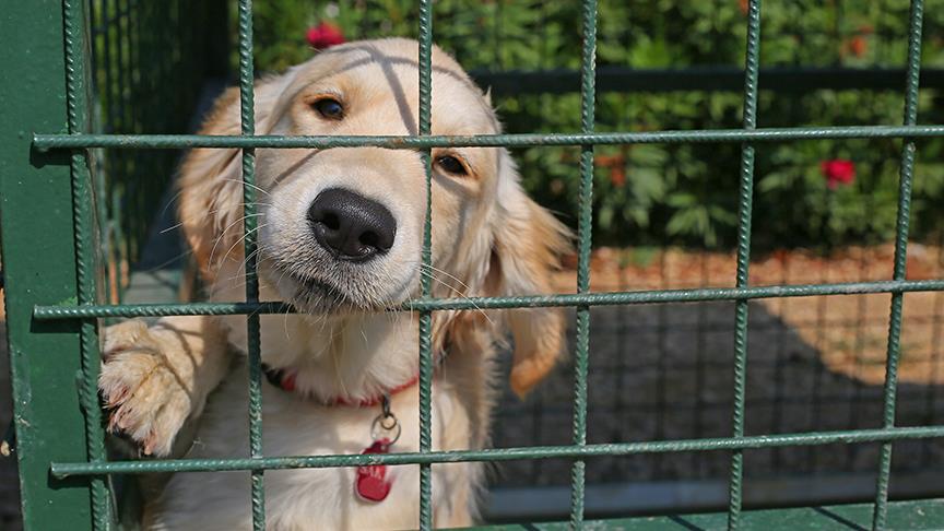Artık hayvanlarında bir oteli olacak!