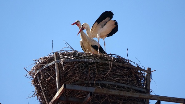 Sivas'ın leylekli okulu! Tam 40 yıldır aynı yere yuva yapıyor