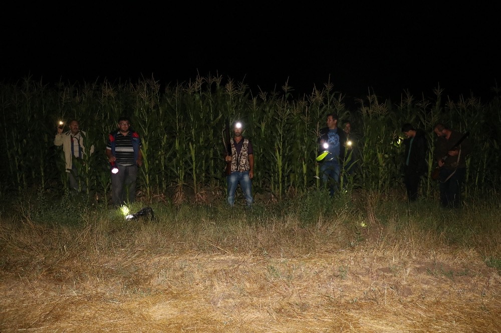 Sivaslı çiftçiler tarlalarında sabahlara kadar domuz nöbeti tutuyor 