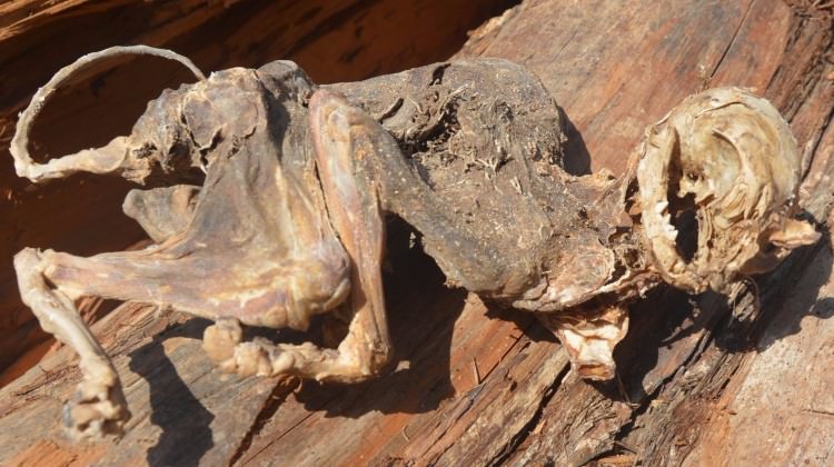 Sivas'ta 500 yıllık ağacın altında bulundu