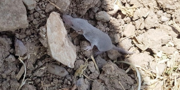 Sivas'ta bulunan canlı şaşırttı: Ne olduğunu anlayamadılar