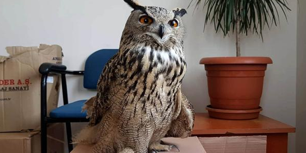 Sivas'ta bulunan yaralı puhu, tedavi altın alındı