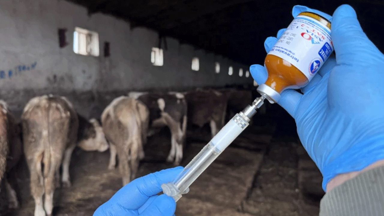 Sivas'ta bütün hayvan hareketleri durduruldu!