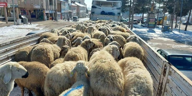 Sivas’ta depremzedeler için 120 hayvan kestirdiler