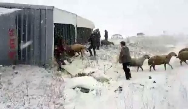 Sivas'ta devrilen TIR'daki koyunları çevredekiler kurtardı