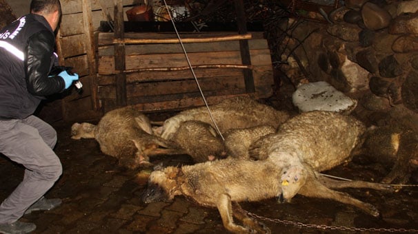Sivas'ta elektrik akımına kapılan 6 koyun ve köpek telef oldu