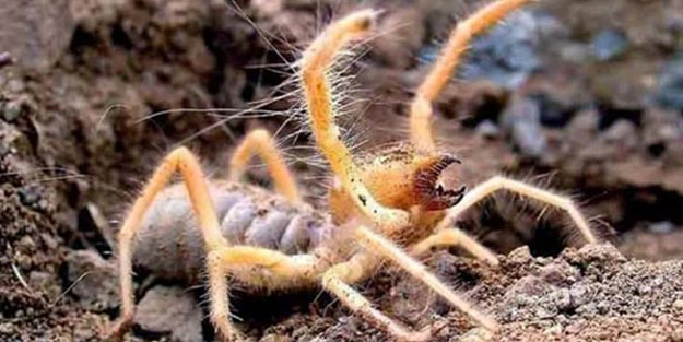 Sivas'ta et yiyen örümcek paniği! Vatandaşlar tedirgin