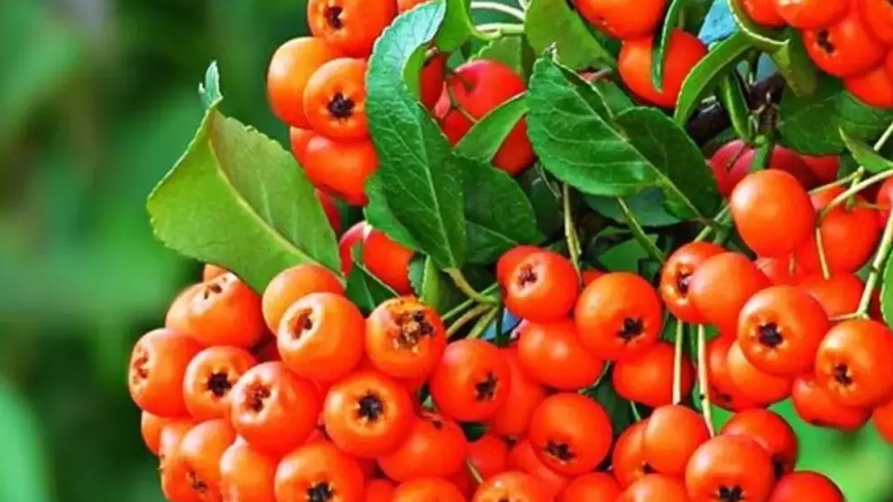 Sivas'ta gizli şifa kaynağı! Üvezin kabuğu çöp değil: Cevap aradığınız her şey tek bir yerde