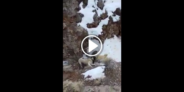Sivas'ta kangallar domuza saldırıyor