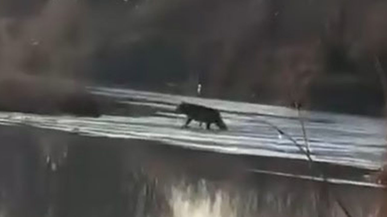 Sivas’ta kent merkezine yakın yerde kurt görüldü