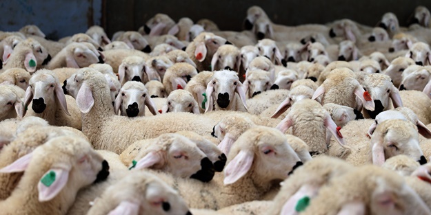 Sivas'ta küçükbaş hayvan sayısı 1 milyonu aştı
