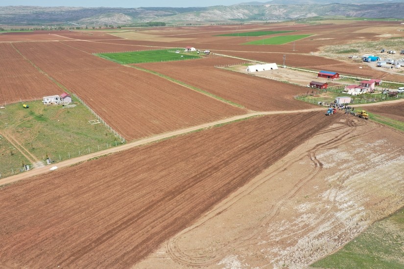 Sivas’ta Mor Patates’in Ekimi Yapıldı 