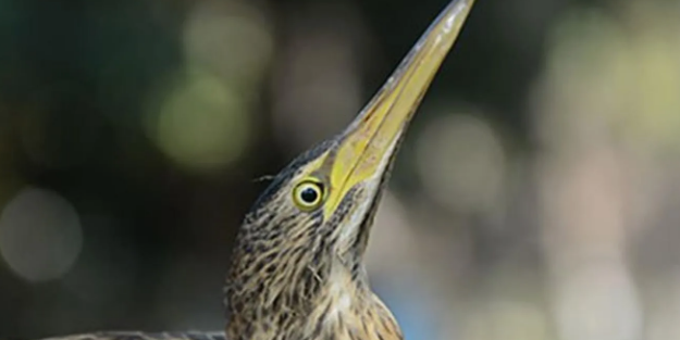 Sivas'ta nesli tehlike altındaki balaban kuşu görüntülendi