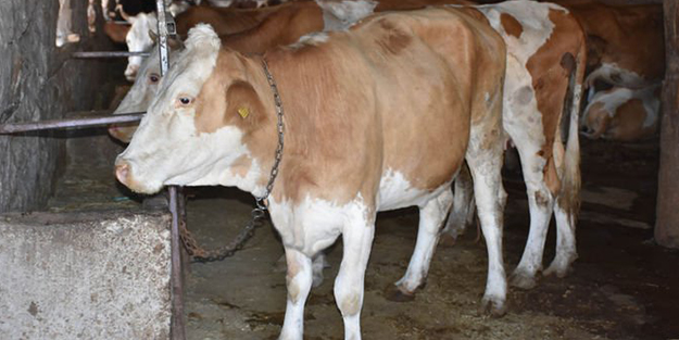 Sivas'ta şarbon şüphesi korkuttu! Köy karantinaya alındı