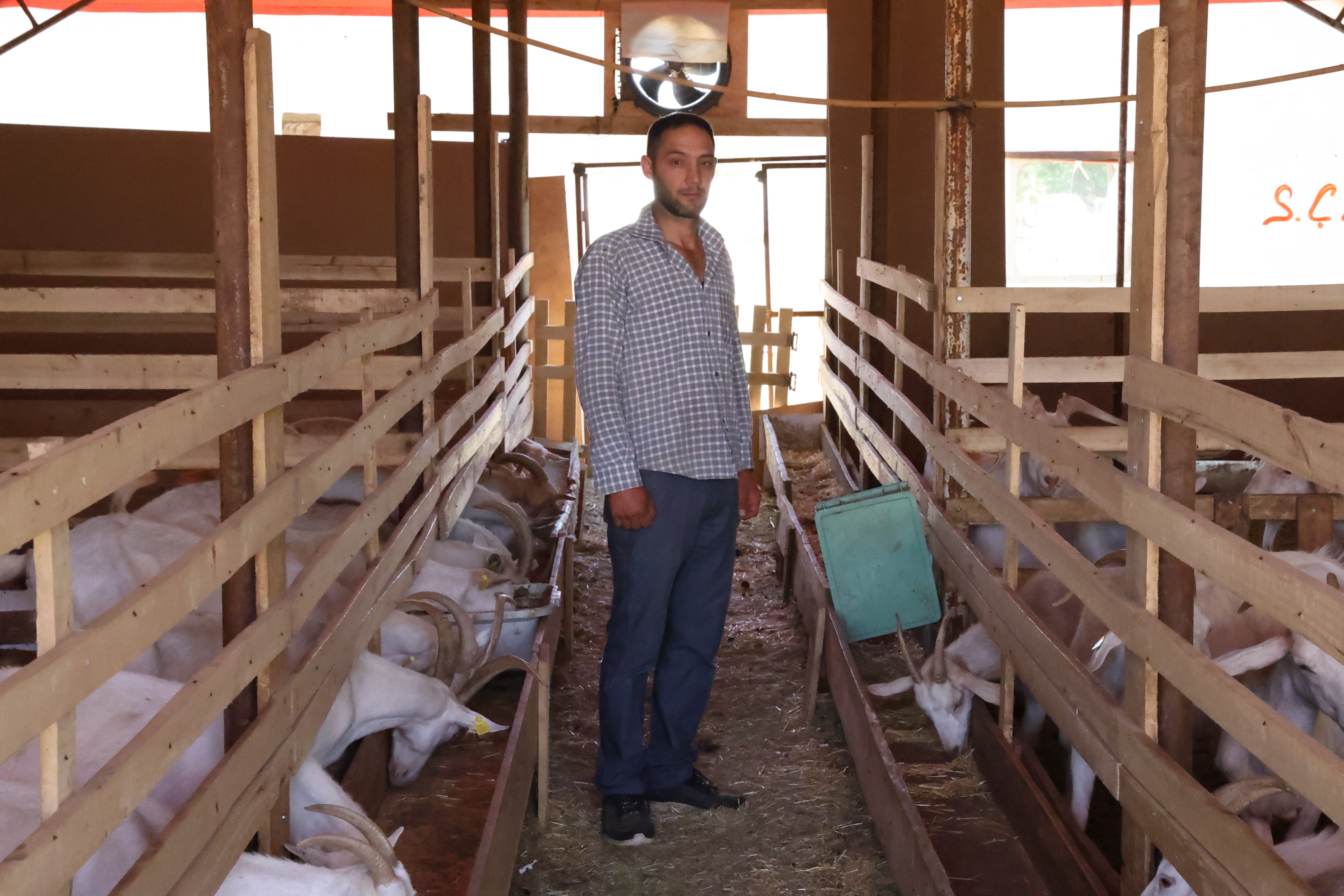 Sivas'ta sokak köpekleri dehşet saçtı