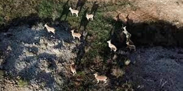 Sivas'ta sürü halinde yiyecek arayan dağ keçileri görüntülendi