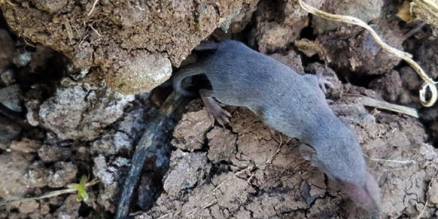 Sivas'ta tanımlanamayan canlı