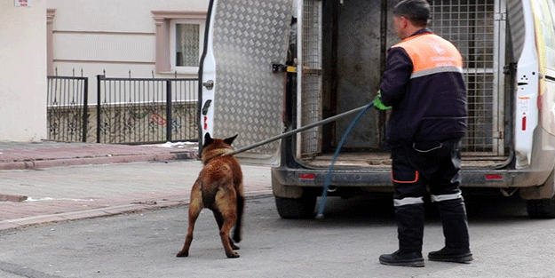 Sivas'ta tasmalı köpek dehşet saçtı! 4 yaralı