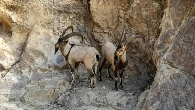 Sivas'ta yaban keçisi sayısı 3 bine ulaştı