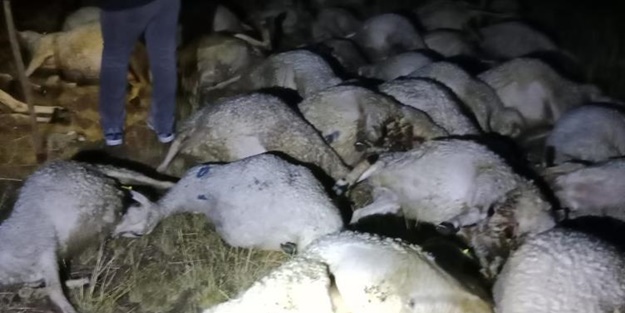 Sivas’ta yıldırım düştü... Onlarca koyun telef oldu