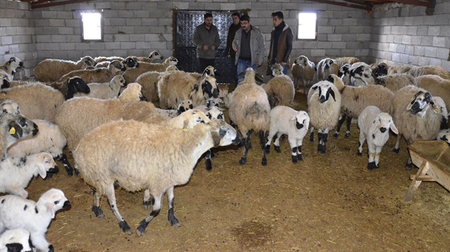 Siverek'te 90 koyunun aynı anda öldüğü mahallede inceleme