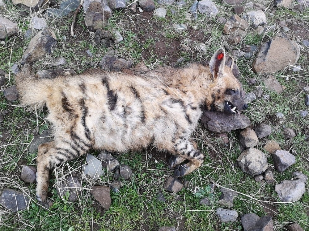 Siverek’te türüne az rastlanan sırtlan bulundu 