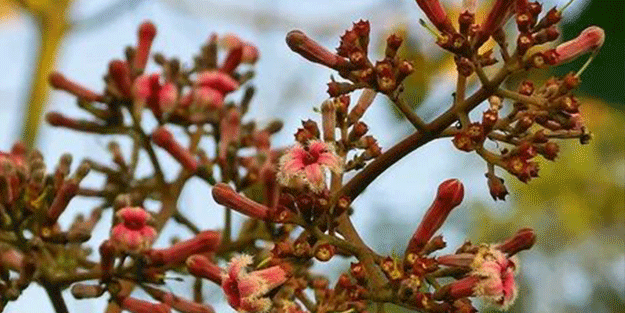 Sivilceleri balon gibi söndüren bitki! Ağrıları da jilet gibi kesiyor...