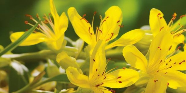 Sivilcesiz parlak cildin anahtarı bu yağ