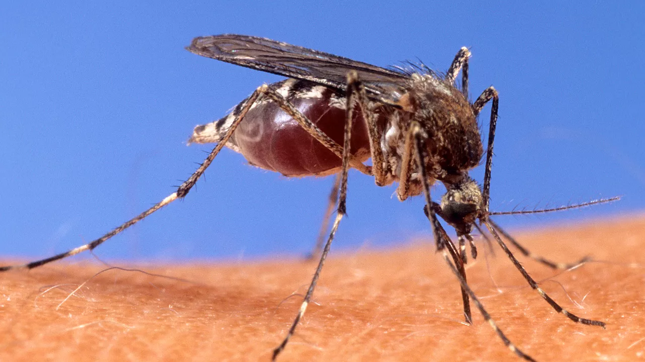 Sivrisinek 2 can aldı!