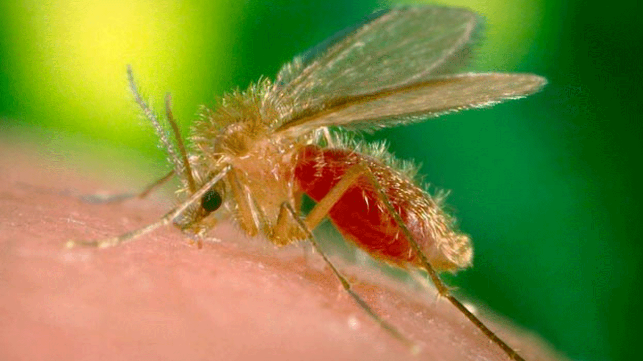 Sivrisinek gibi kan emiyor ama çok daha tehlikeli: Her yıl en az 60 bin kişiyi öldürüyor!