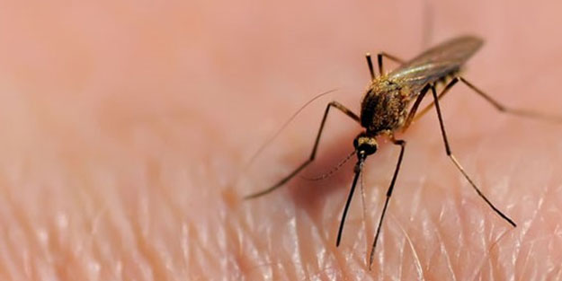 Sivrisinekler bazı insanları neden daha fazla ısırır?