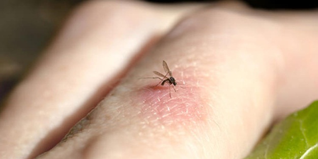 Sivrisinekler en çok hangi kan grubunu ısırır?