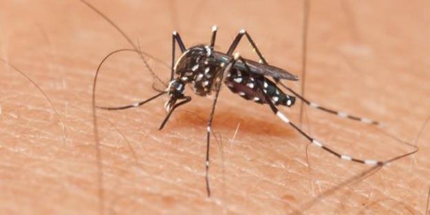 Sivrisinekler hangi kokuları sevmez?