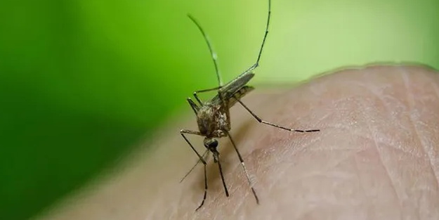 Sivrisinekler İsrail’i vurdu! 46 ölü…