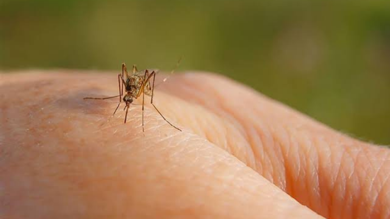 Sivrisinekler neden hep sizi buluyor? Cevap giydiğiniz kıyafette saklı!