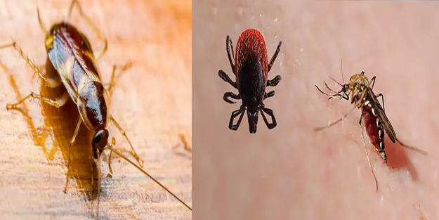Sivrisineklere, kenelere ve hamam böceklerine karşı büyük uyarı geldi!