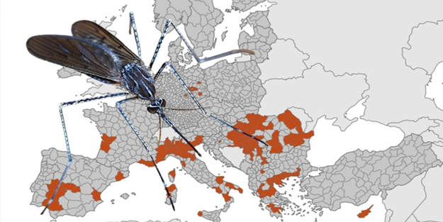 Sivrisinekten bulaşan virüs alarmı!