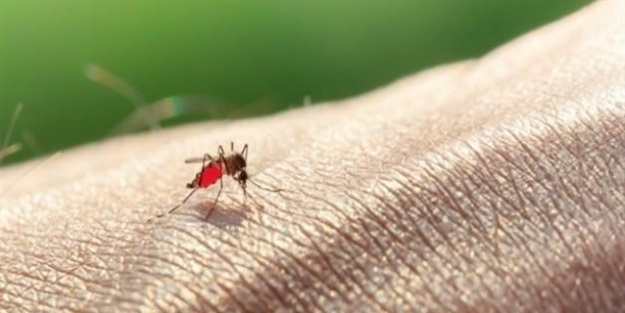 Sivrisinekten kurtulmanın doğal yöntemleri nelerdir?