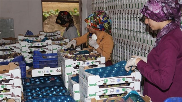 Siyah incire büyükşehir desteği