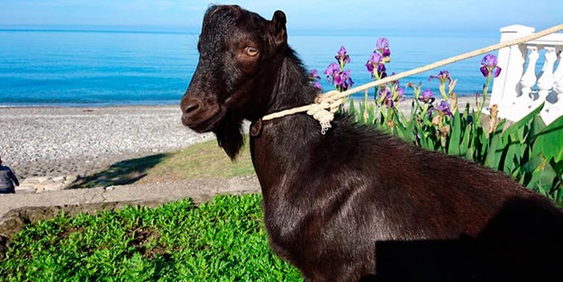 Ruslar keçiye o liderin ismini verdi