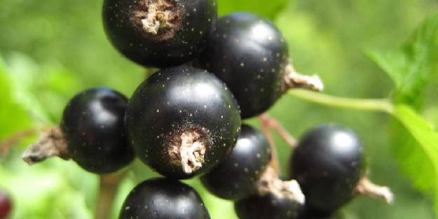 Siyah kuşburnu, meme kanseri hücrelerini yok ettiği belirlendi