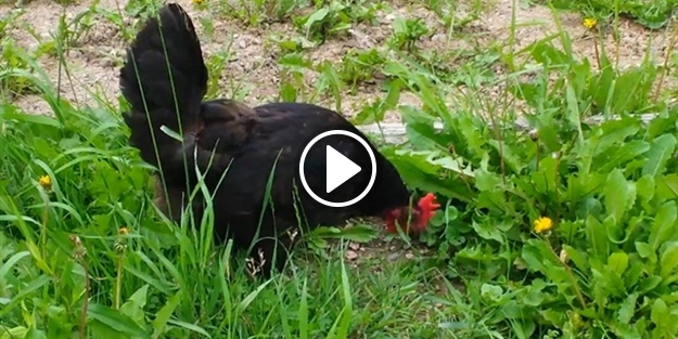 Siyah tavuk kahverengi yılanı böyle yedi!
