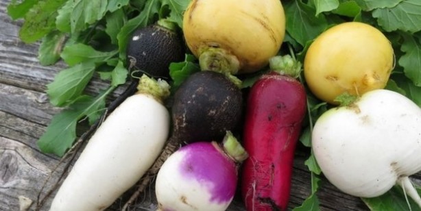 Siyah turp bu faydasını duyan şaşırdı, yok artık dedirtti! Siyah ve beyaz aralarında fark var! Turp neye iyi gelir?