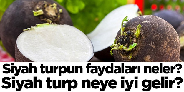 Siyah turpun faydaları neler? İşte toksinleri atarak kanı temizleyen siyah turpun bilinmeyen faydaları…