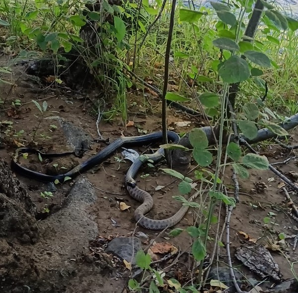 Siyah yılan koca engerek yılanını yuttu